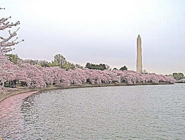 cherry blossoms