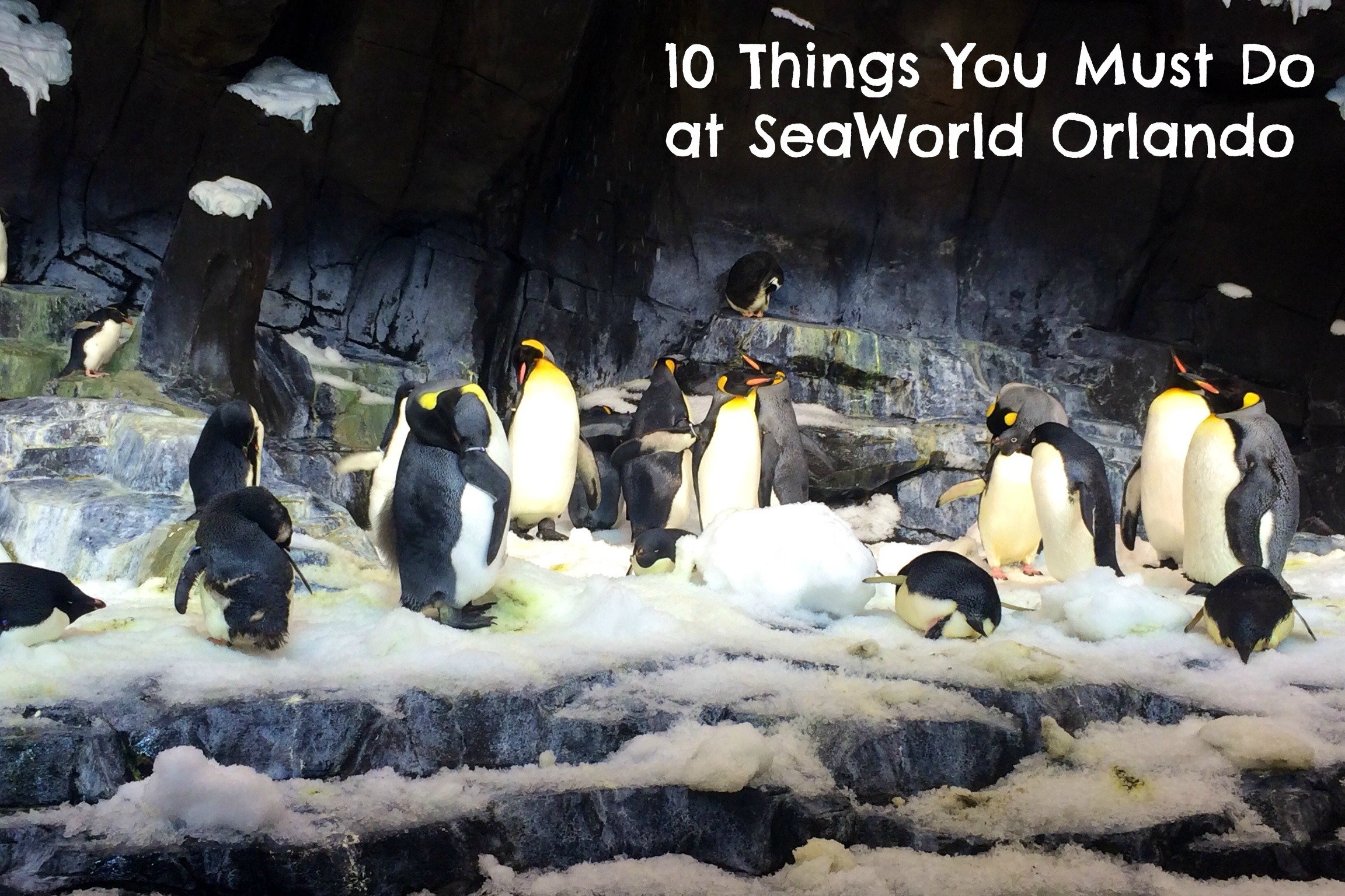 10 Things You Must Do At SeaWorld Orlando Kidventurous