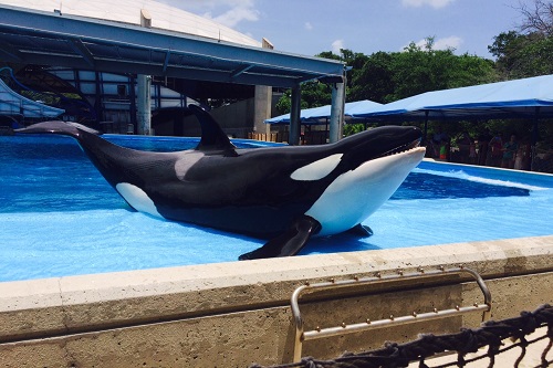 Killer Whales (Orcas) at SeaWorld San Antonio