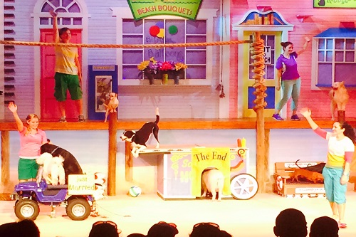 Pets Ahoy Show at SeaWorld San Antonio