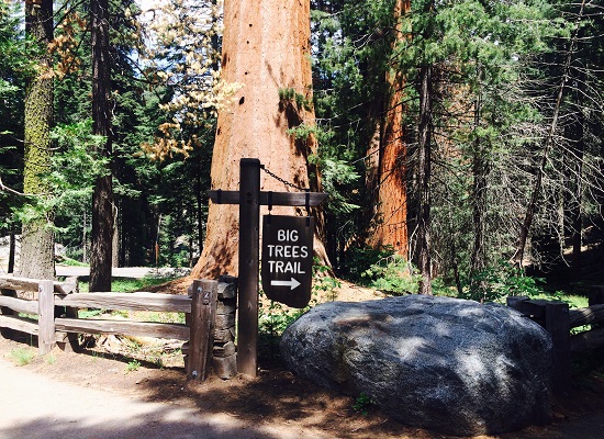 10 Things to Do as a Family at Sequoia & Kings Canyon National Parks 